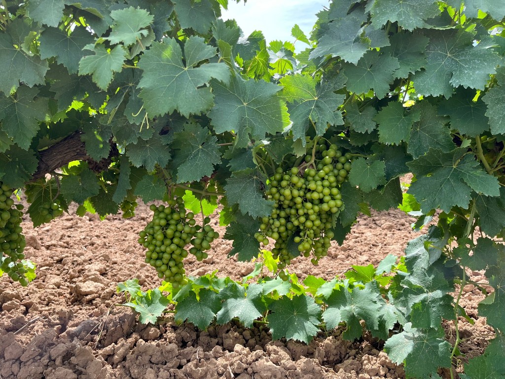 A close-up view of grapevines with clusters of green grapes hanging among large green leaves, set against a background of bare soil.
